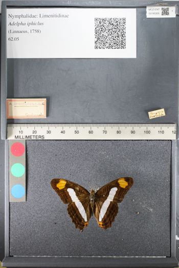 Media type: image;   Entomology 145305